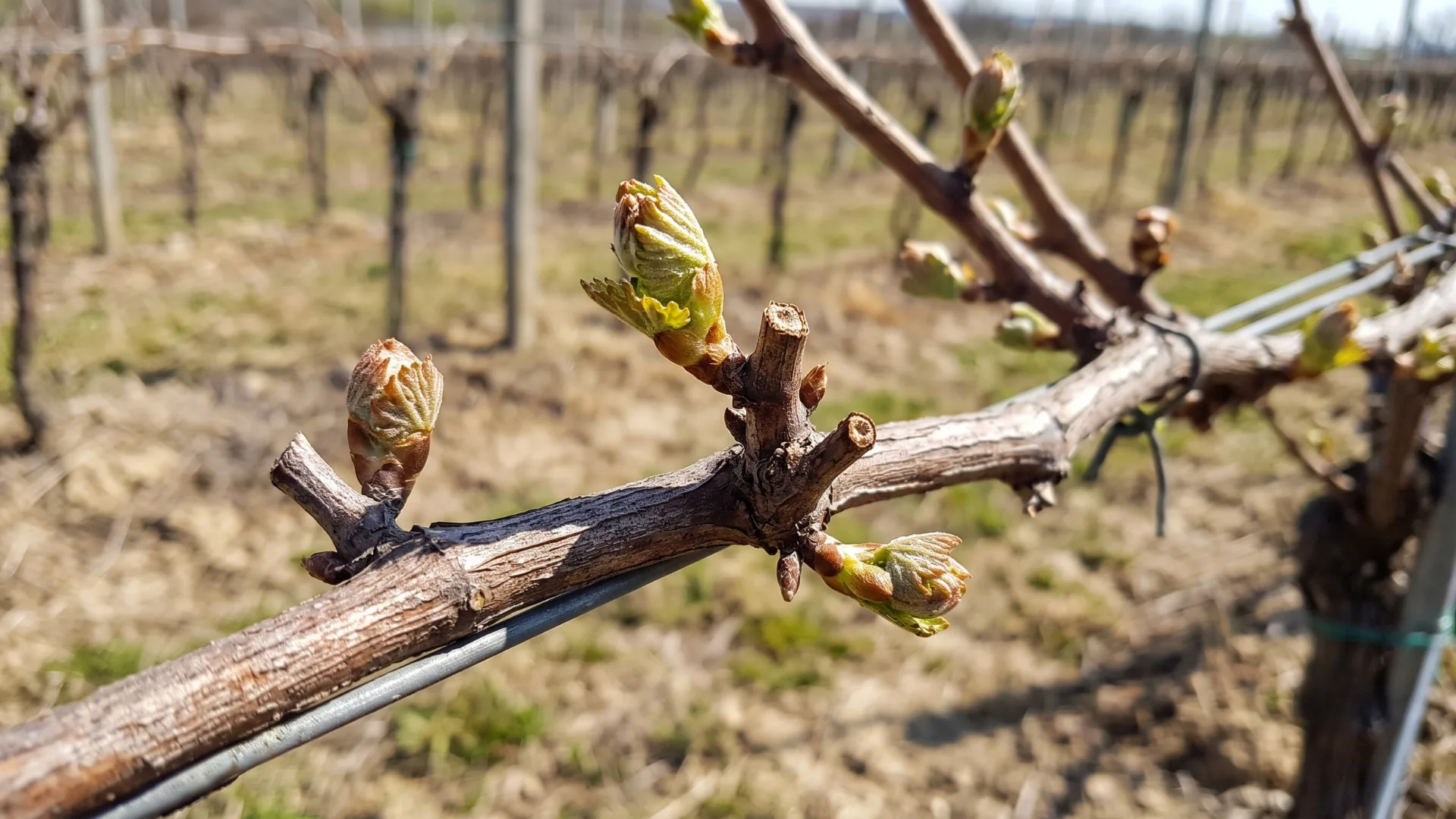 Spring Flowering